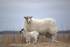 libby-island-sheep-machiasport